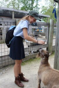 A Dayspring Student feeds a goat at the Creation Museum's zoo on a field trip.